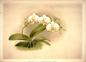 Phalaenopsis amabilis